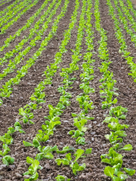 istock Salad planted in rows to use as background 1093590660