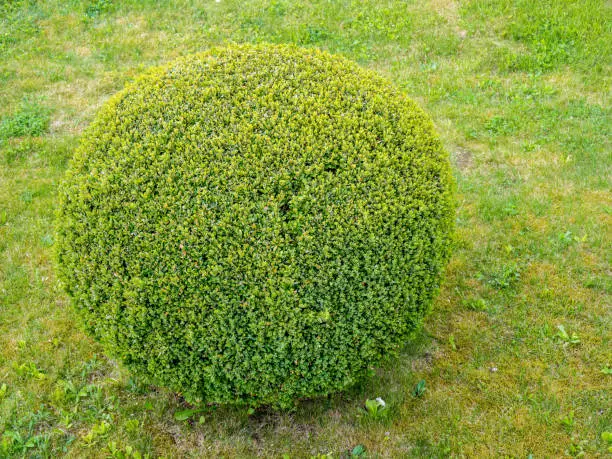 Box tree ball on a meadow