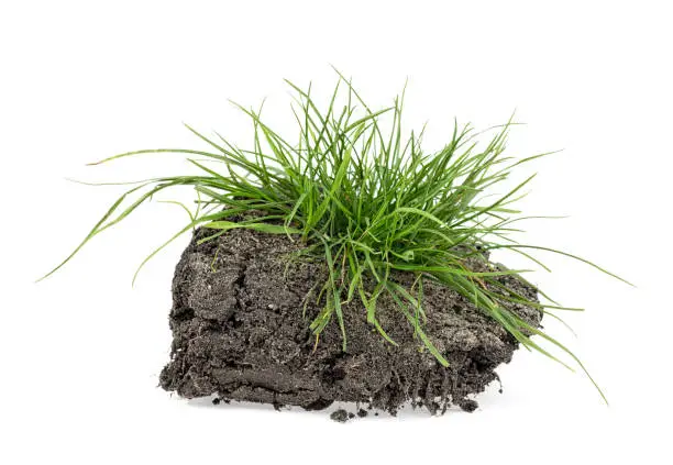 Photo of Grass with dirt isolated on white background