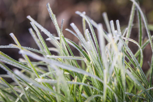 istock macro photograph of iced grass leaves 1093596992
