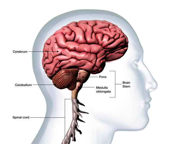 Profile of Man's Head with Brain Anatomy Labeled on White Background stock photo
