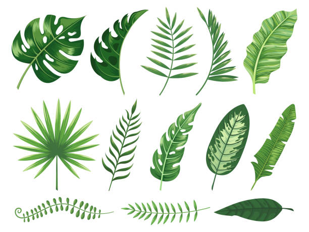 Exotic tropical leaves. Monstera plant leaf, banana plants and green tropics palm leaves isolated vector illustration set Exotic tropical leaves. Monstera plant leaf, banana plants and green tropics palm leaves. Jungle palms forest flora nature tropic leaves isolated vector illustration icons set frond stock illustrations