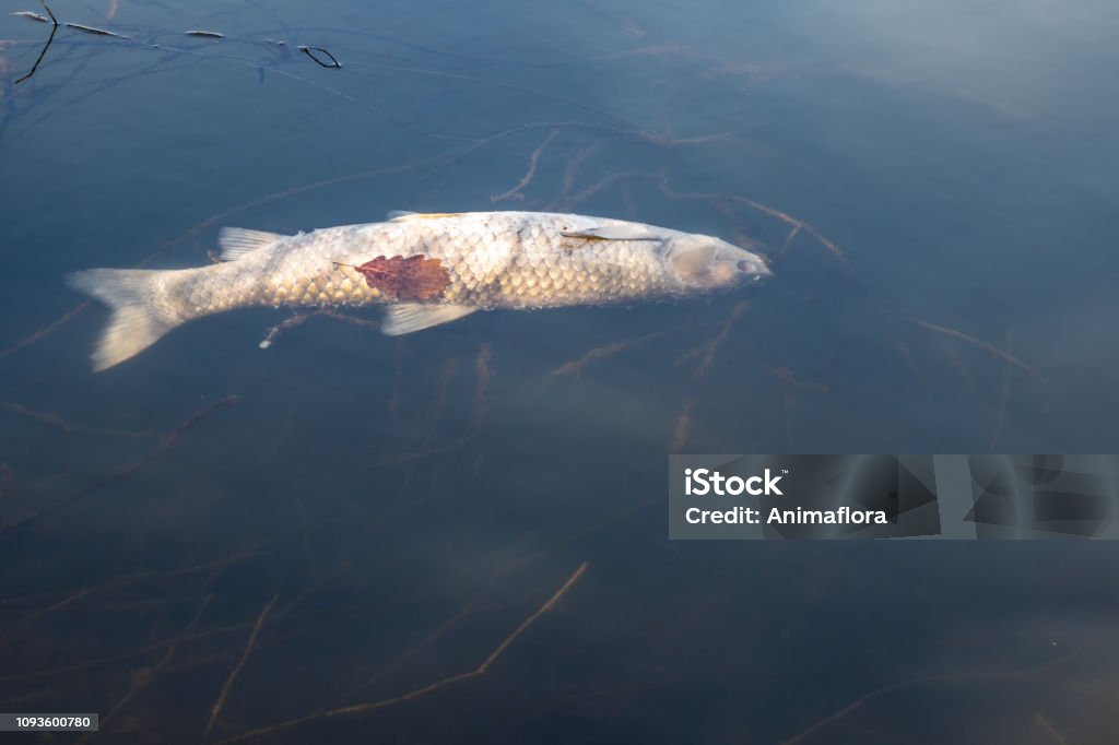 Fish dying lack of oxygen Death Stock Photo