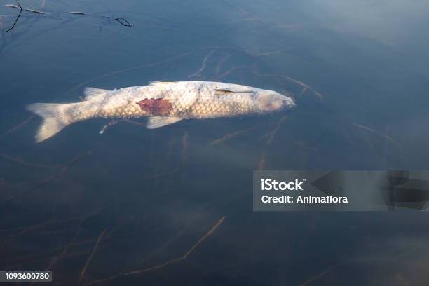 Fish Dying Lack Of Oxygen Stock Photo - Download Image Now - Death, Dead, Oxygen