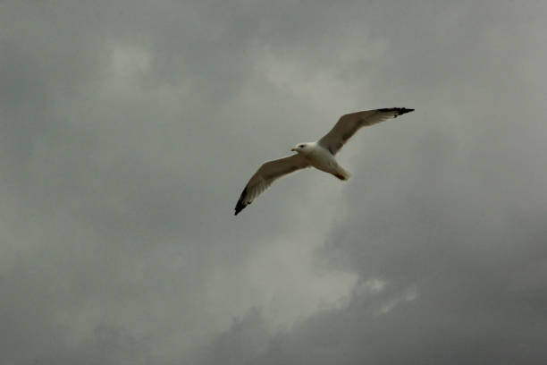 istock seagull over the sea 1093602098
