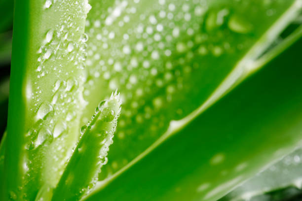 水滴を緑のアロエベラの植物 - healthy lifestyle homeopathic medicine aloe plant ストックフォトと画像