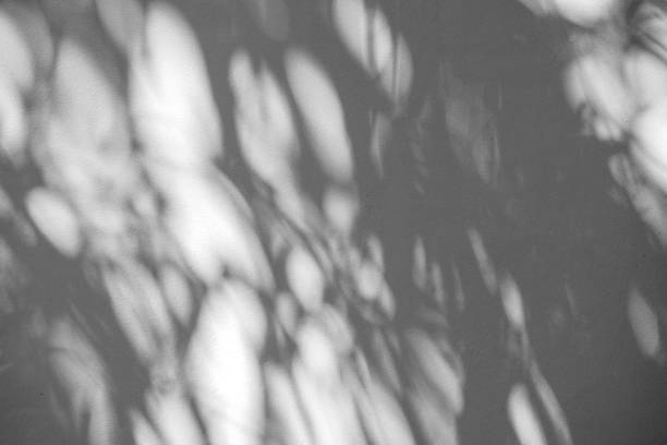 istock Black and White abstract background textuer of shadows leaf on a concrete wall 1093605224