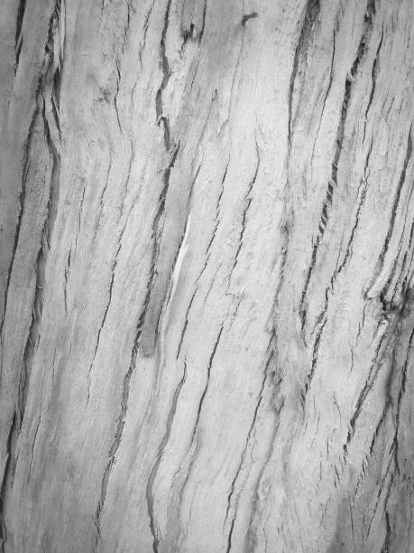 istock eucalyptus bark as background, wood texture 1093605754