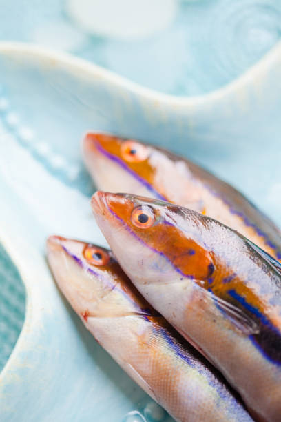 Ornate wrasse, Three Raw Fishes Still Life Ornate wrasse, Three Raw Fishes Still Life (Thalassoma pavo) thalassoma pavo stock pictures, royalty-free photos & images