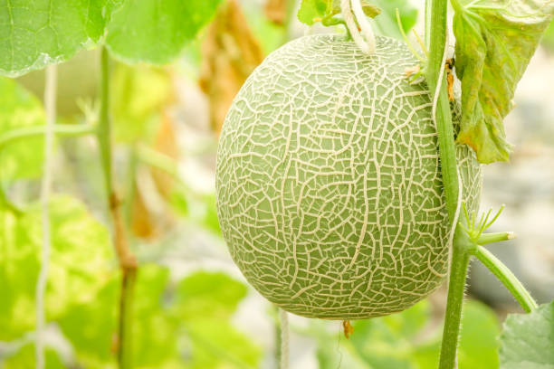 istock Cantaloupe melons growing in a greenhouse supported by string melon nets 1093607806
