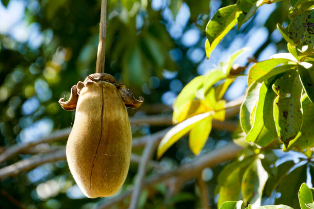 afrykańskie owoce baobabu lub chleb małpi - baobab fruit zdjęcia i obrazy z banku zdjęć