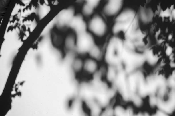 istock abstract background textuer of shadows leaf on a concrete wall 1093607952