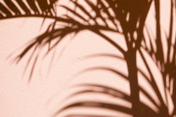 istock abstract background textuer of shadows leaf on a concrete wall 1093608132