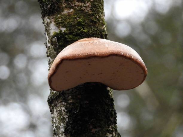Real Tinder fungus on an old tree