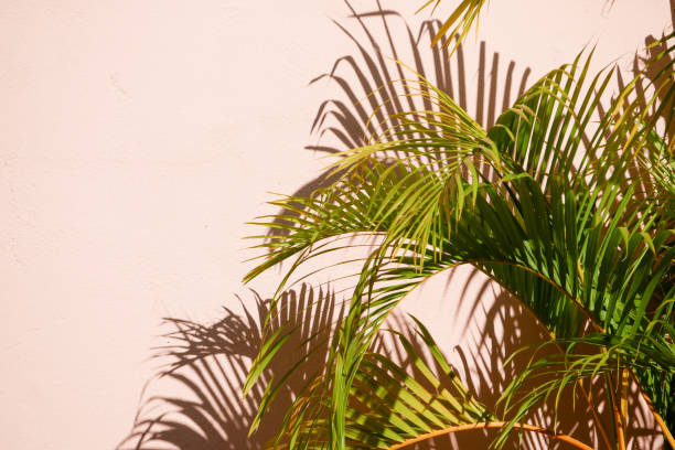 istock abstract background textuer of shadows leaf on a concrete wall 1093608824