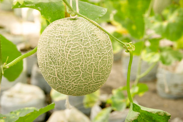 Cantaloupe melons growing in a greenhouse supported by string melon netsCantaloupe melons growing in a greenhouse supported by string melon nets