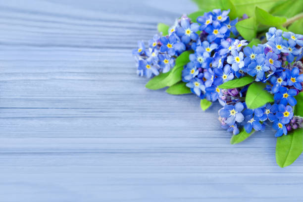 forget me not flowers and blue background - ornamental garden europe flower bed old fashioned imagens e fotografias de stock