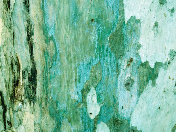 istock eucalyptus bark as background, wood texture 1093610788