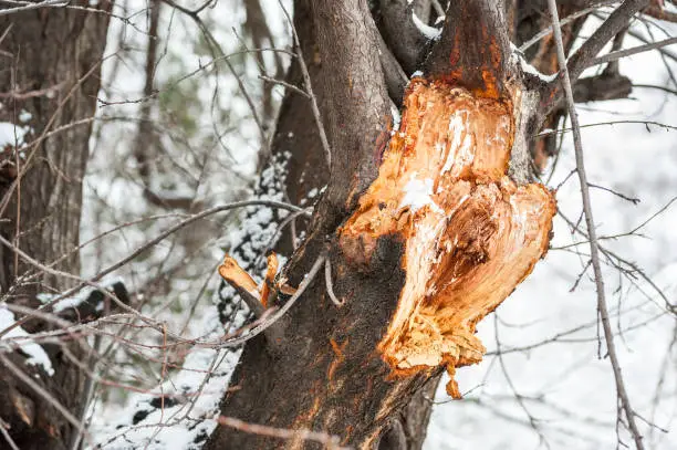 Photo of Close up of broken and damaged tree big branch cracked after hard storm with snow and strong wind in the winter season