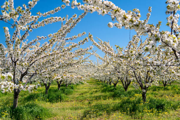 istock Rows of beautifully blossoming in white cherry trees on a green lawn in spring 1093614432