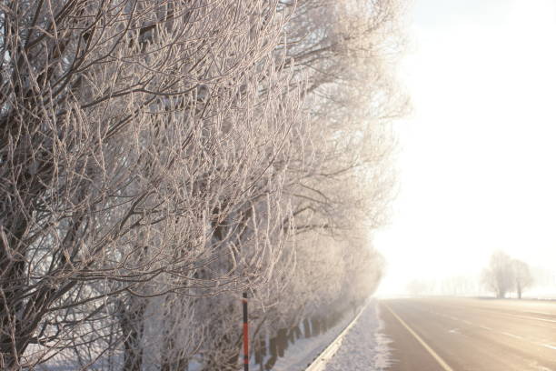 Ree with the hoarfrost that became pure white in winter cold