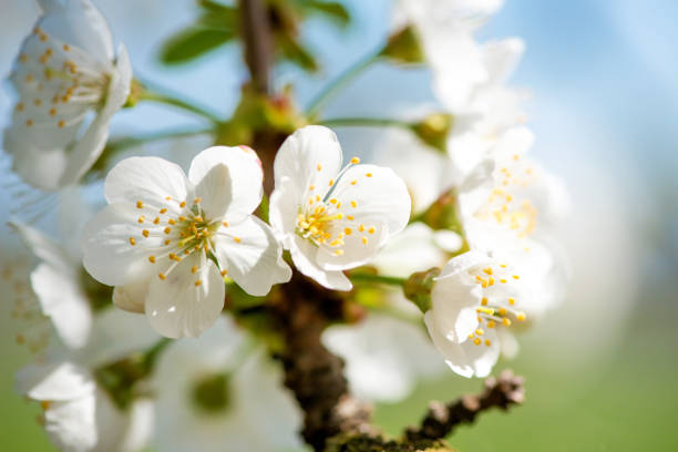 istock Blooming branches of cherry against the blue sky - copy space 1093614800
