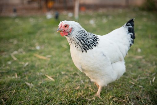 Brahma breed chicken walking free range in an outdoor grass pasture.
