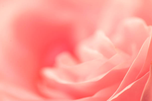 istock pastel rose pink background with soft focus 1093617888