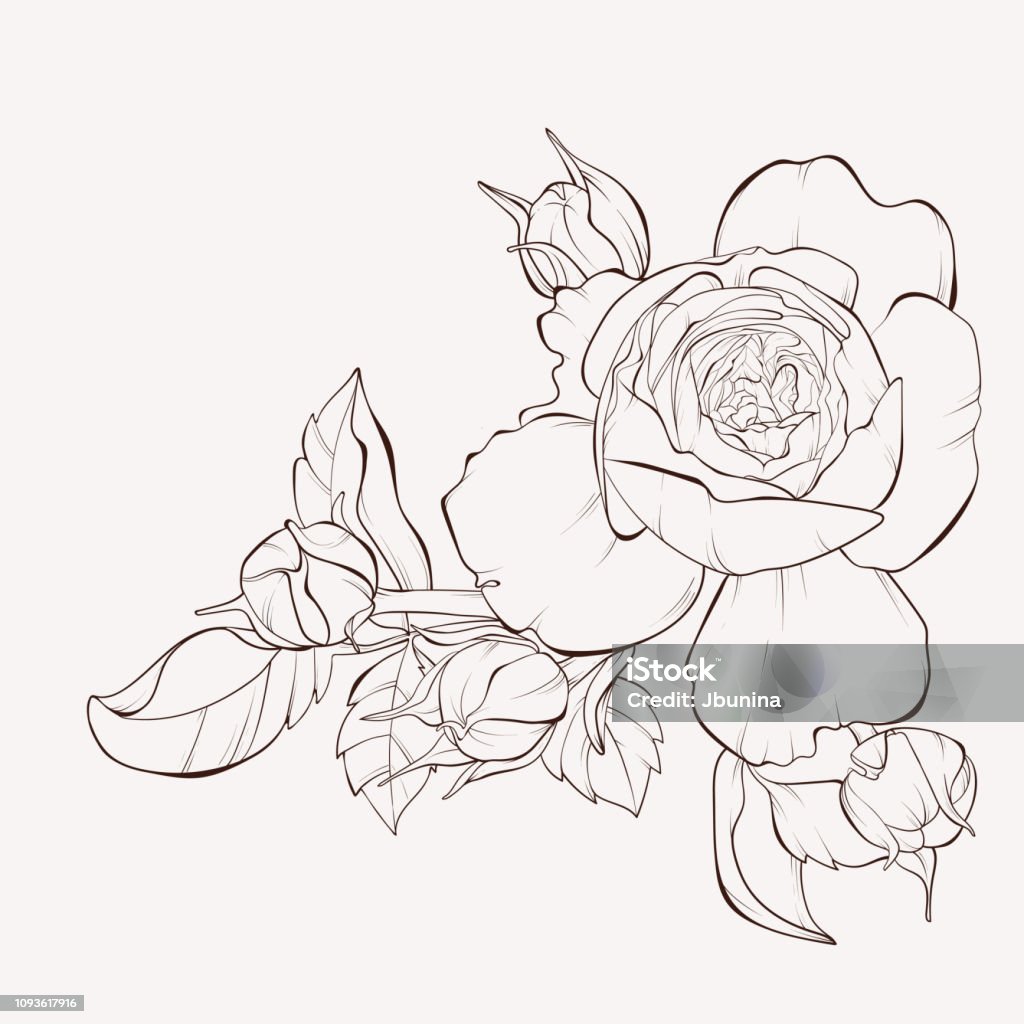 Ink sketch of rose flower. Blossoming rose flowers on white. Vector illustration. Perfect for background greeting cards and invitations of the wedding, birthday, Valentine's Day, Mother's Day. Flower stock vector