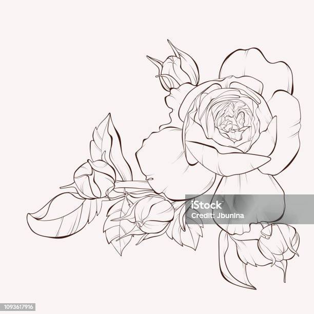 Ink Sketch Of Rose Flower Stock Illustration - Download Image Now - Flower, Line Art, Illustration