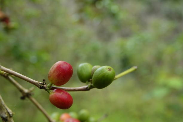 istock colorful juicy sweet coffee berries 1093619682