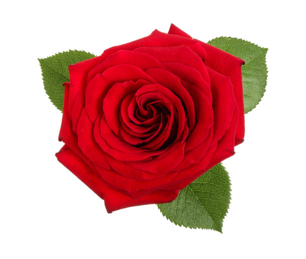 istock beautiful red rose with leaf isolated on white background 1093624098