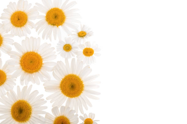 istock chamomile or daisies isolated on white background with copy space for your text. Top view. Flat lay 1093624116