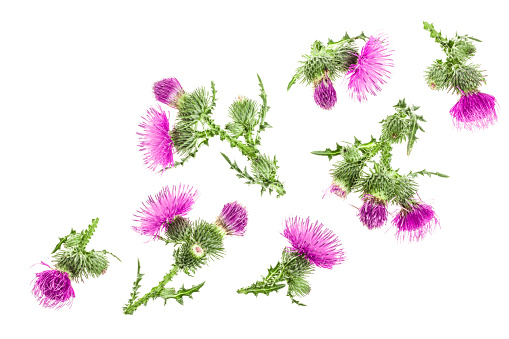 milk thistle flower isolated on white background with copy space for your text. Top view. Flat lay pattern.