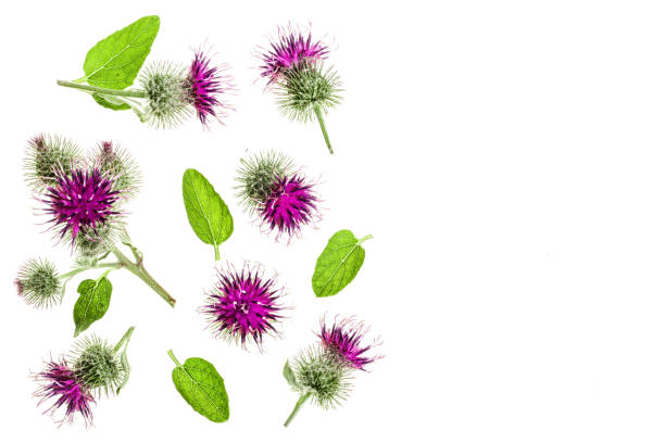 istock Burdock flower isolated on white background with copy space for your text. Medicinal plant: Arctium. Top view. Flat lay pattern 1093624138