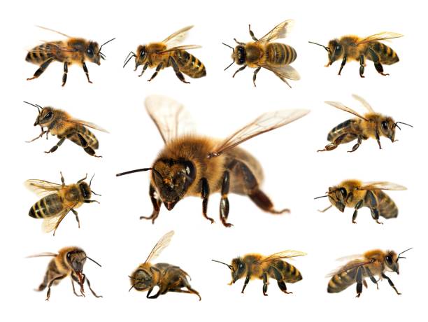 istock bee or honeybee isolated on the white background 1093624222