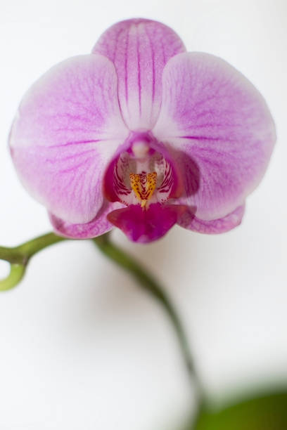 ... pojedynczy kwiat orchidei... - waiting room flash zdjęcia i obrazy z banku zdjęć