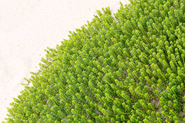 Plant Sea sandwort ( latin name - Honckenya peploides) growing in the sand. Soft focus, selective focus