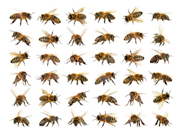 istock bee or honeybee isolated on the white background 1093631124