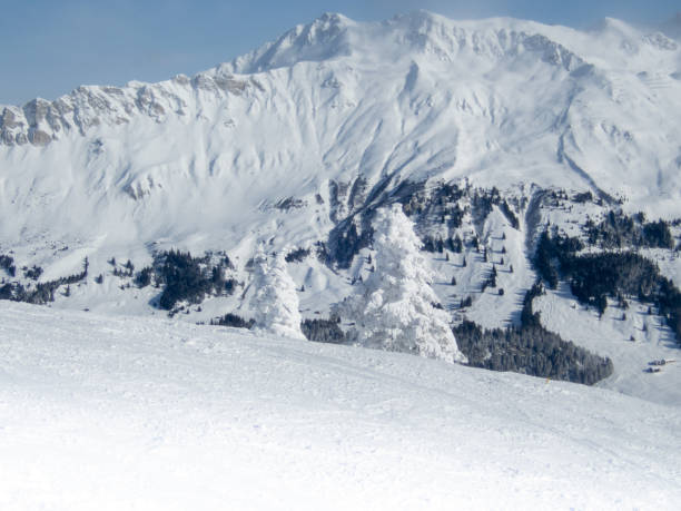 istock Trees covered in white snow right after a snowfall on the Swiss Alps - 4 1093631246