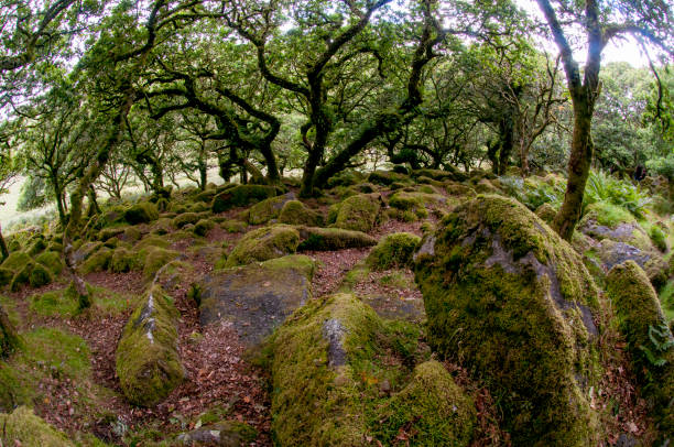 istock Wistman's Wood Dartmoor 1093631288