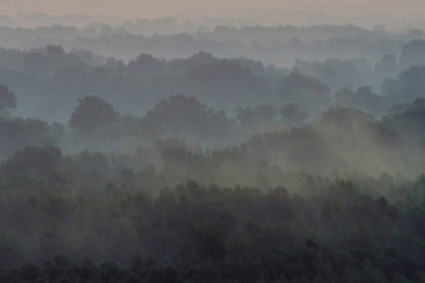 istock Mystical view from top on forest under haze at early morning. Mist among layers from tree silhouettes in taiga under predawn sky. Calm morning atmospheric minimalistic landscape of majestic nature. 1093631444