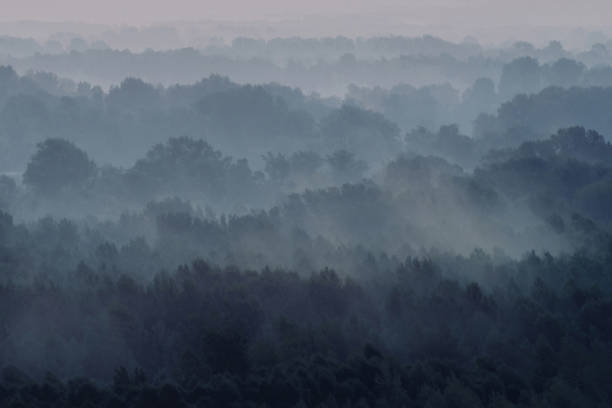 istock Mystical view on forest under haze at early morning. Eerie mist among layers from tree silhouettes in taiga under predawn sky. Atmospheric minimalistic landscape of majestic nature in faded blue tones 1093631456