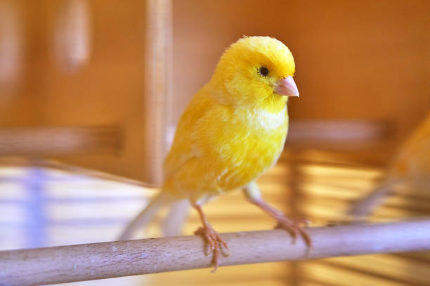 Canary stock photo