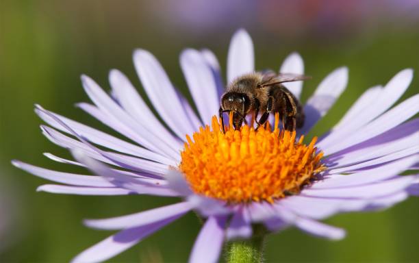 istock bee or honeybee sitting on flower 1093633802