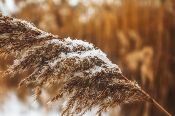 istock Dry coastal reed cowered with snow, vertical nature background 1093634648