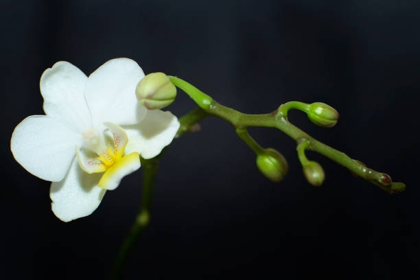 una regina bianca sul davanzale della finestra: orchidea - waiting room flash foto e immagini stock