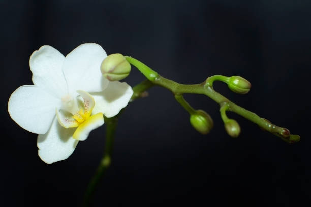 브랜드의 화이트 königin 오전 fensterbrett: orchidee - waiting room flash 뉴스 사진 이미지
