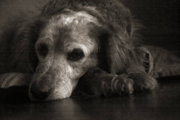 istock Brittany Spaniel resting indoors, black and white view. 1093635296