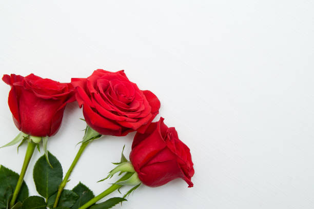 trois roses rouges sur fond en bois blanc. espace copie - saint-valentin et le concept de jour 8 mars mère féminines. - viiième siècle photos et images de collection